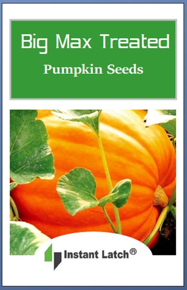 pumpkin garden seeds Big Max Pumpkin Treated Seeds | NON-GMO | Heirloom