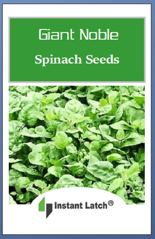 spinach seeds for planting Giant Noble Spinach Seeds for Planting NON-GMO Fresh Garden Seeds