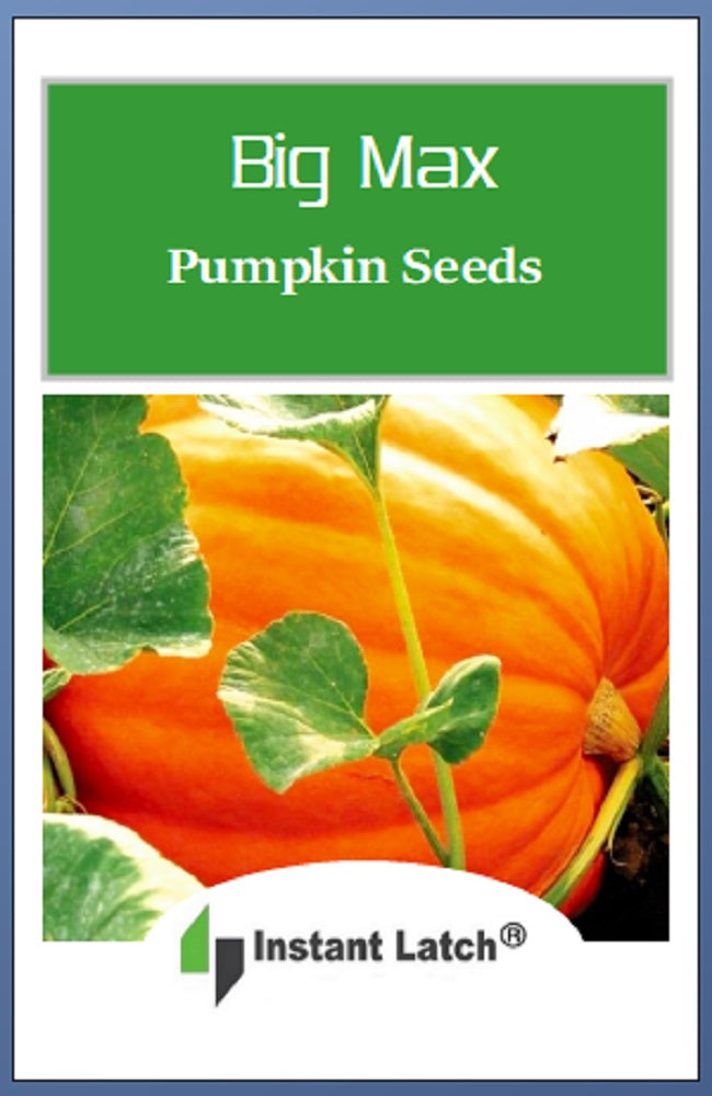 Big Max Pumpkin Seeds | NON-GMO