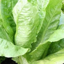 Load image into Gallery viewer, Parris Island Romaine Seeds | NON-GMO | Instant Latch Fresh Garden Seeds