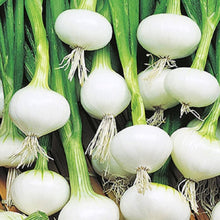 Load image into Gallery viewer, Barletta Onion Seeds | NON-GMO | Heirloom | Fresh Garden Seeds