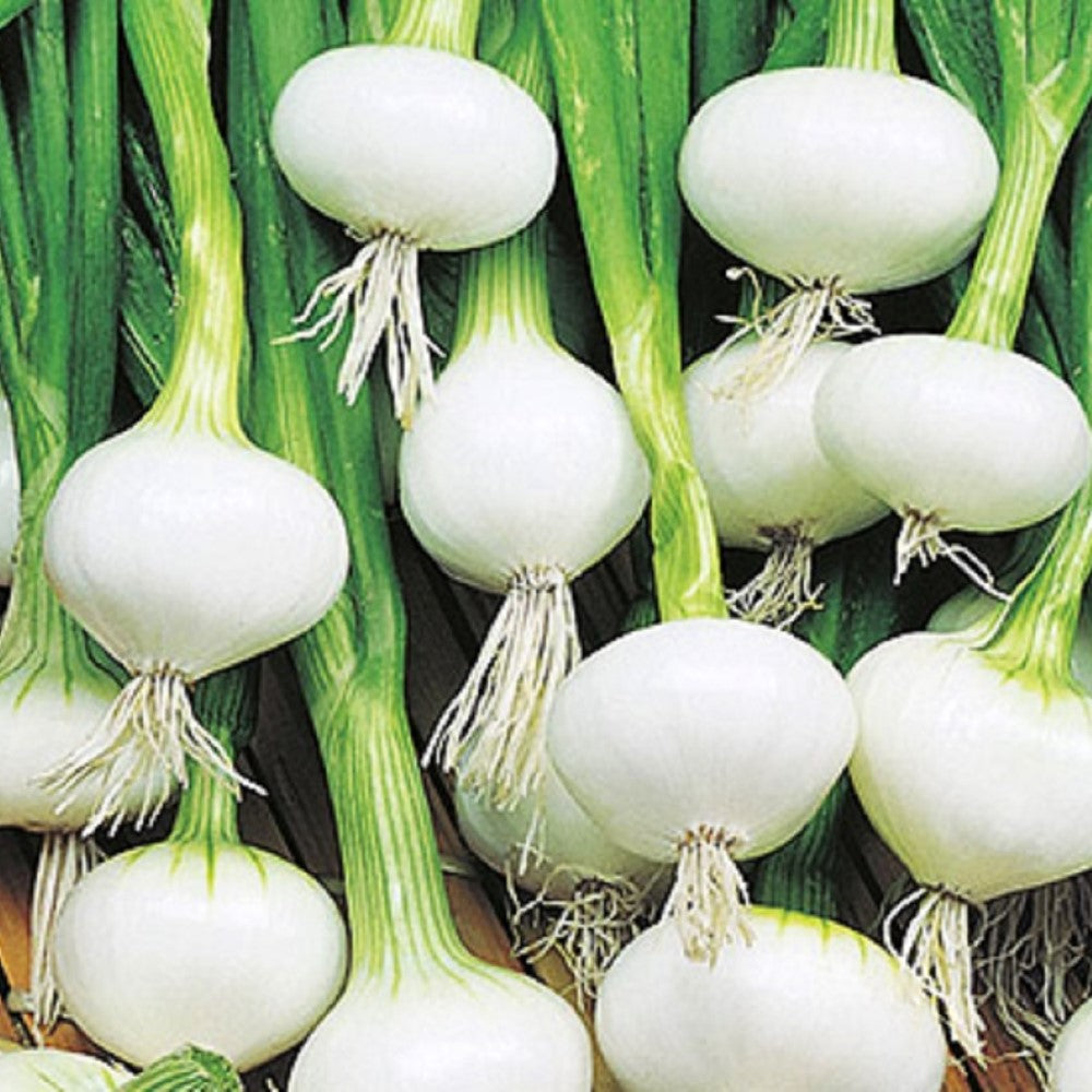 Barletta Onion Seeds | NON-GMO | Heirloom | Fresh Garden Seeds