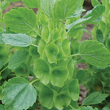 Load image into Gallery viewer, Bells of Ireland Seeds | NON-GMO | Heirloom | Fresh Vegetable Seeds
