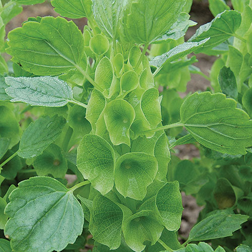 Bells of Ireland Seeds | NON-GMO | Heirloom | Fresh Vegetable Seeds