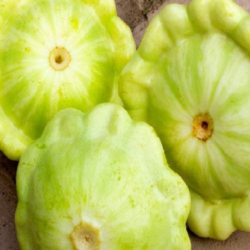 Bennings Green Tint Summer Squash Seeds | NON-GMO | Heirloom |Fresh Garden Seeds