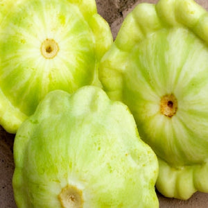 Bennings Green Tint Summer Squash Seeds | NON-GMO | Heirloom |Fresh Garden Seeds