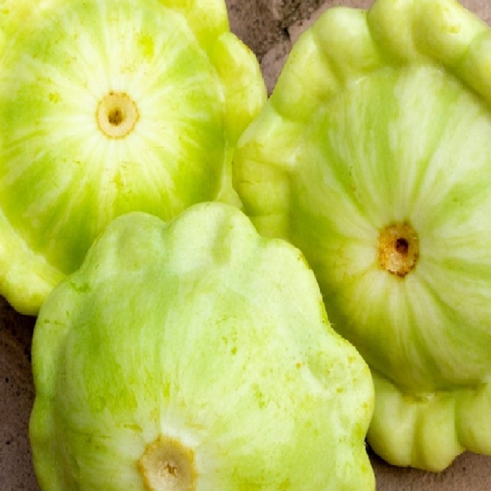 Bennings Green Tint Summer Squash Seeds | NON-GMO | Heirloom |Fresh Garden Seeds