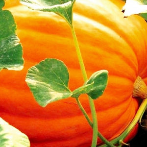 Big Max Pumpkin Treated Seeds | NON-GMO | Heirloom | Fresh Garden Seeds