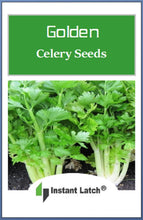 Load image into Gallery viewer, Golden Celery Seeds | NON-GMO | Heirloom | Fresh Garden Seeds