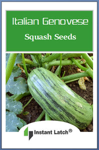 Italian Genovese Squash Seeds | NON-GMO | Heirloom | Fresh Garden Seeds