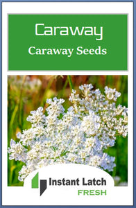 Caraway Seeds | NON-GMO | Heirloom | Fresh Garden Seeds