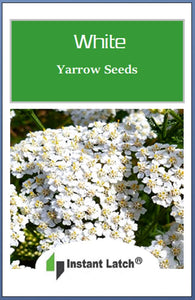 White Yarrow Seeds | NON-GMO | Heirloom | Fresh Garden Seeds