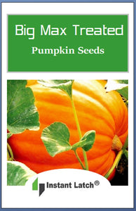Big Max Pumpkin Treated Seeds | NON-GMO | Heirloom | Fresh Garden Seeds