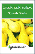 Load image into Gallery viewer, Crookneck Yellow Squash | NON-GMO | Instant Latch Fresh Garden Seeds