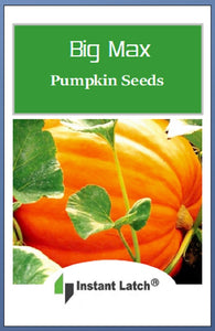 Big Max Pumpkin Seeds | NON-GMO | Instant Latch Fresh Garden Seeds