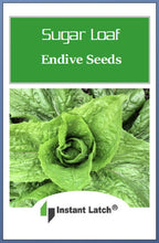 Load image into Gallery viewer, Sugar Loaf Endive Seeds | NON-GMO | Heirloom | Fresh Garden Seeds