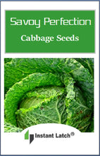 Load image into Gallery viewer, Savoy Perfection Cabbage Seeds | NON-GMO | Heirloom | Fresh Garden Seeds