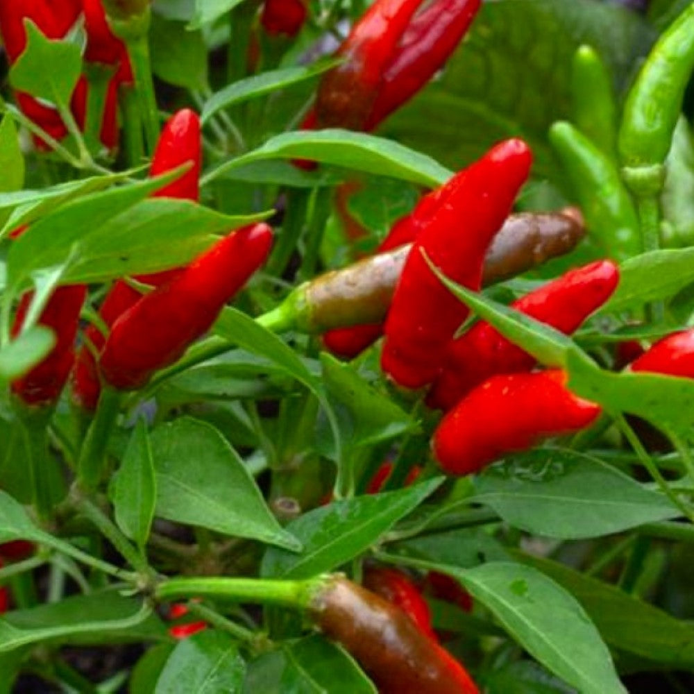 Bird's Eye Chili Pepper 25 Seeds (Very Hot) Siling Labuyo