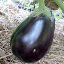 Load image into Gallery viewer, Black Beauty Eggplant Seeds | NON-GMO | Instant Latch Fresh Garden Seeds