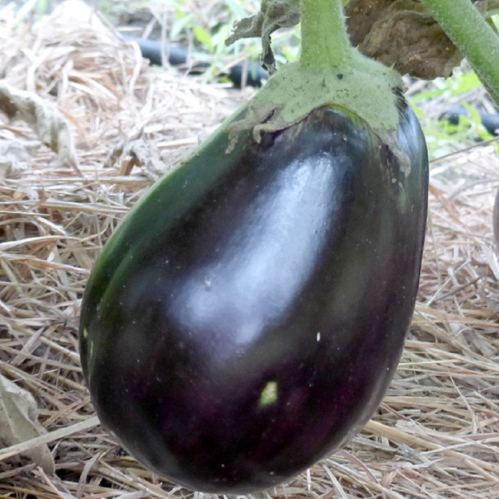 Black Beauty Eggplant Seeds | NON-GMO | Instant Latch Fresh Garden Seeds