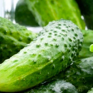 Rhinish Pickle Cucumber Seeds - NON-GMO Heirloom Variety For Home Garden