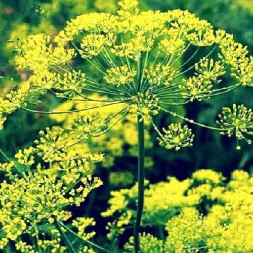 Bouquet Dill Seeds | NON-GMO | Instant Latch Fresh Garden Seeds