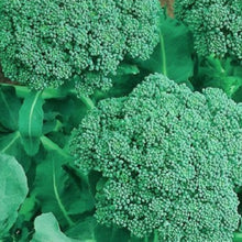 Load image into Gallery viewer, Broccoli Seeds | NON-GMO | Instant Latch Fresh Garden Seeds