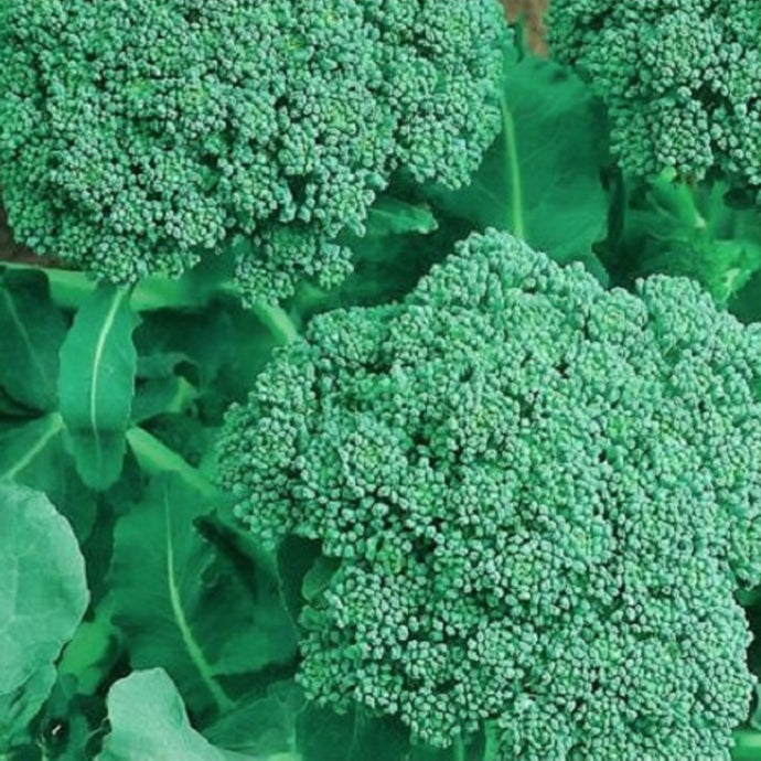 Broccoli Seeds | NON-GMO | Instant Latch Fresh Garden Seeds