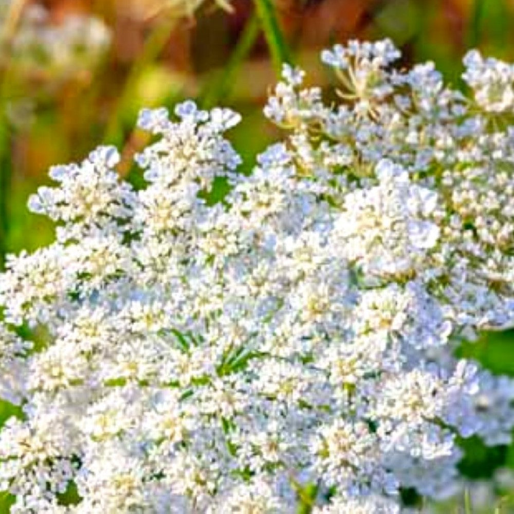 Caraway Seeds | NON-GMO | Heirloom | Fresh Garden Seeds