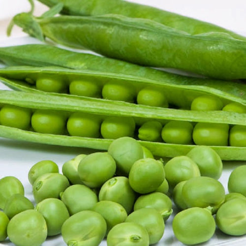 Cascadia Pea Seeds | NON-GMO | Heirloom | Fresh Garden Seeds