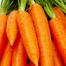 Load image into Gallery viewer, Chantenay Red Core Carrot Seeds | NON-GMO | Heirloom | Fresh Garden Seeds