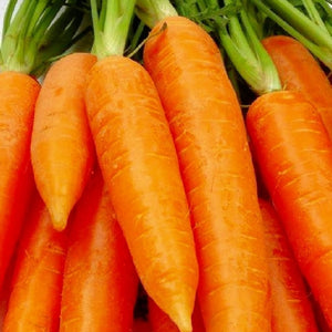 Chantenay Red Core Carrot Seeds | NON-GMO | Heirloom | Fresh Garden Seeds