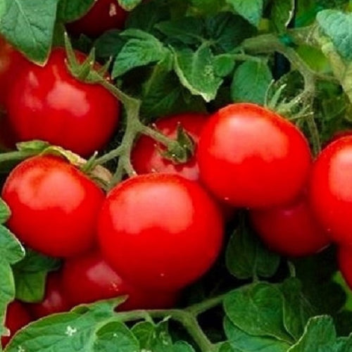 Cherry Tomato Seeds Large | NON-GMO | Instant Latch Fresh Garden Seeds
