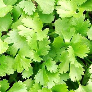 Cilantro Seeds | NON-GMO | Instant Latch Fresh Garden Seeds