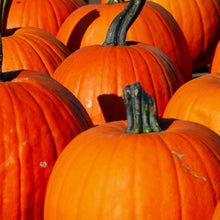 Load image into Gallery viewer, Connecticut Field Pumpkin Seeds | NON-GMO | Heirloom | Fresh Garden Seeds