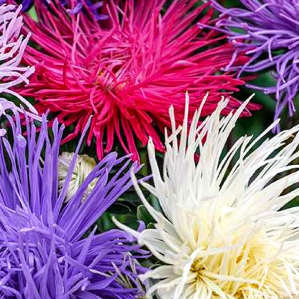 Crego Giant Mixture Aster Seeds | NON-GMO | Heirloom | Fresh Flower Seeds