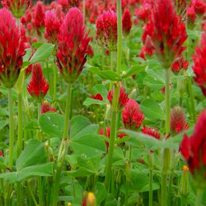 Crimson Clover Cover Crop Seeds | NON-GMO | Heirloom | Fresh Garden Seeds