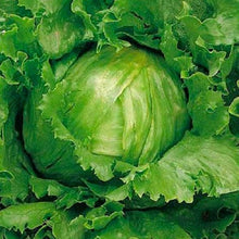 Load image into Gallery viewer, Crisphead Great Lakes Lettuce Seeds | NON-GMO | Heirloom | Fresh Garden Seeds