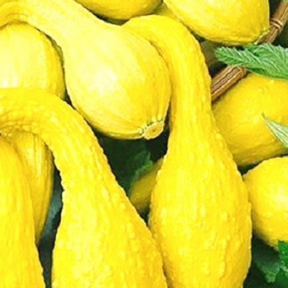 Crookneck Yellow Squash | NON-GMO | Instant Latch Fresh Garden Seeds