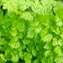 Load image into Gallery viewer, Curled Chervil Seeds | NON-GMO | Heirloom | Fresh Garden Seeds