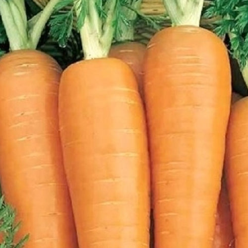 Danvers 126 Carrot Seeds | NON-GMO | Instant Latch Fresh Garden Seeds