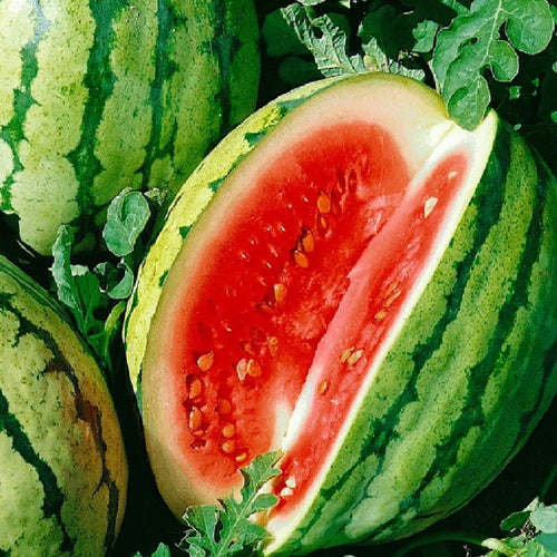 Dixie Queen Watermelon Seeds | NON-GMO | Heirloom | Fresh Garden Seeds