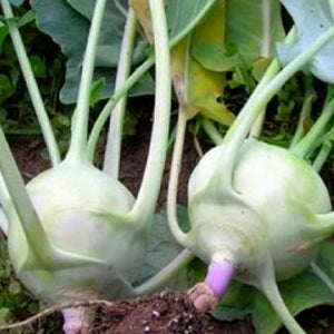 Early White Vienna Kohlrabi Seeds | NON-GMO | Heirloom | Fresh Garden Seeds