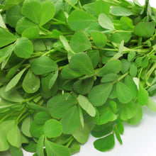 Load image into Gallery viewer, Fenugreek Seeds | NON-GMO | Heirloom | Fresh Garden Seeds