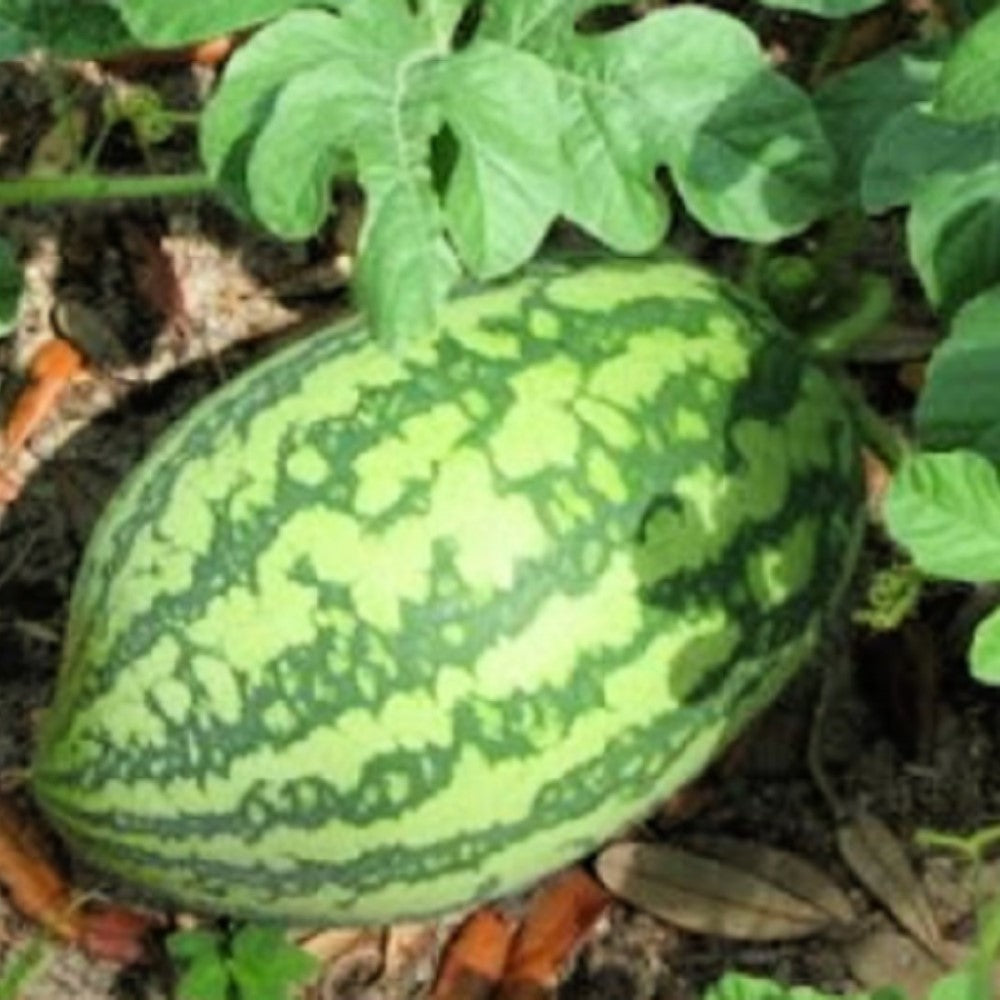 Florida Giant Watermelon Seeds | NON-GMO | Heirloom | Fresh Garden Seeds