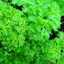 Load image into Gallery viewer, Forest Green Parsley Seeds | NON-GMO | Heirloom | Fresh Garden Seeds