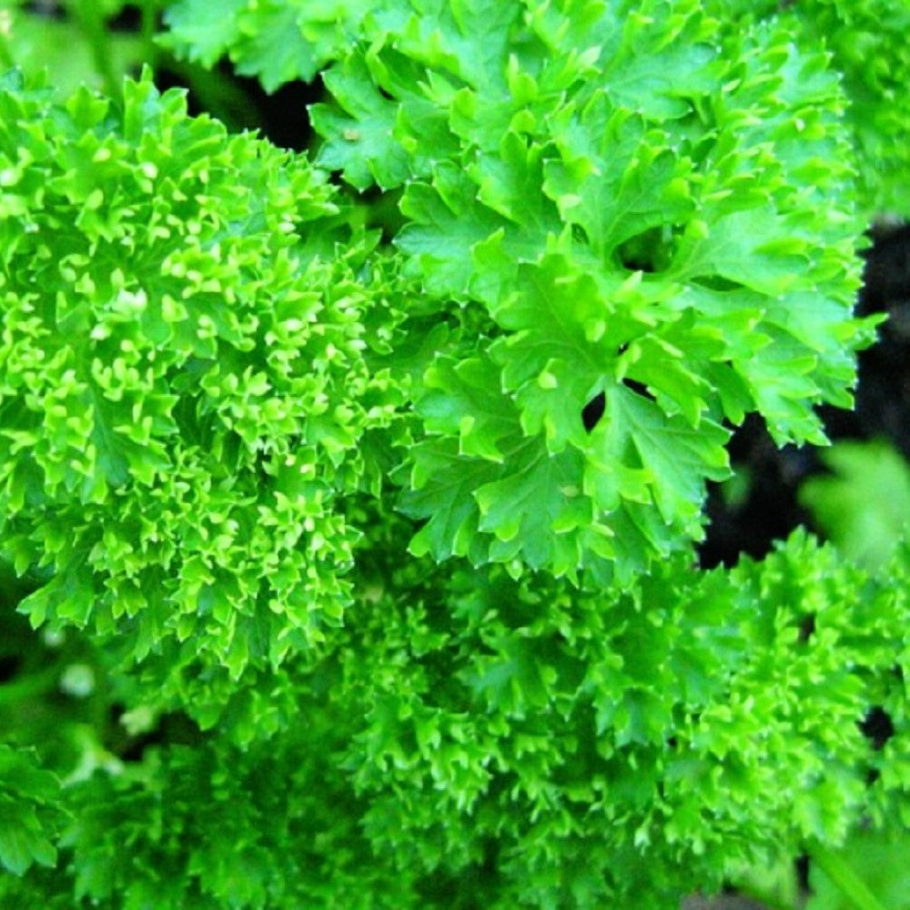 Forest Green Parsley Seeds | NON-GMO | Heirloom | Fresh Garden Seeds