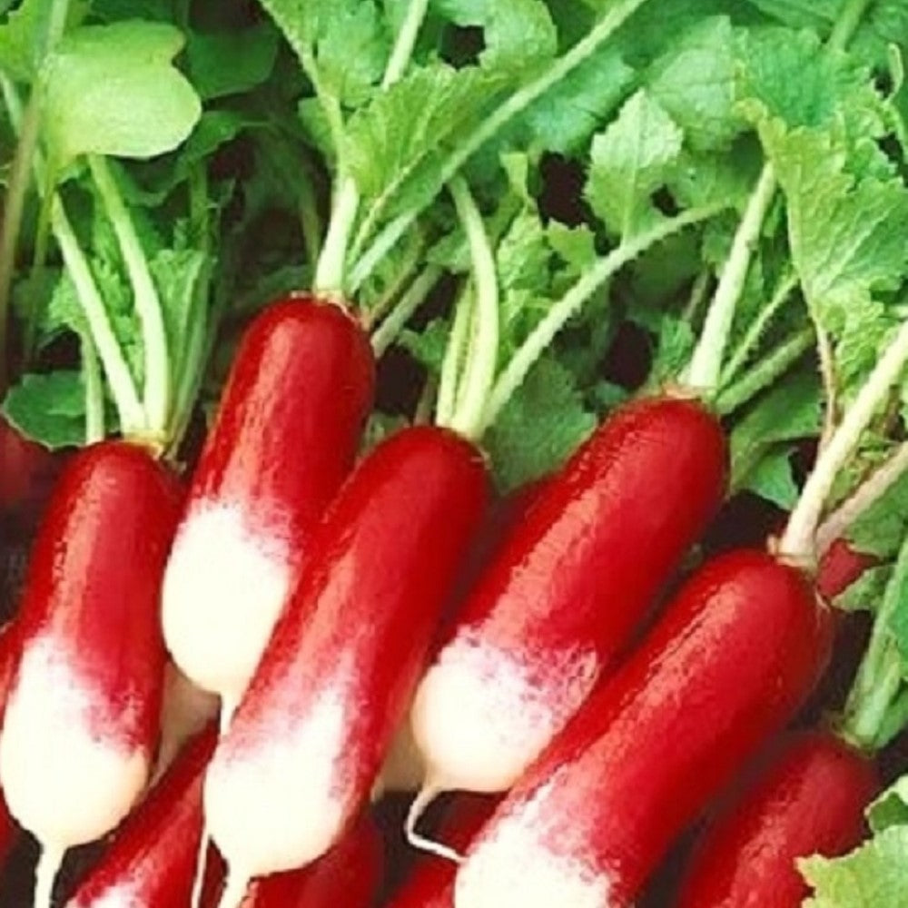French Breakfast Radish Seeds | NON-GMO | Instant Latch Fresh Garden Seeds