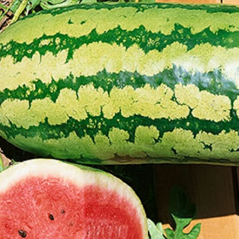 Garrisonian Watermelon Seeds | NON-GMO | Heirloom | Fresh Garden Seeds