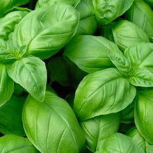 Load image into Gallery viewer, Genovese Basil Seeds | NON-GMO | Heirloom | Fresh Garden Seeds